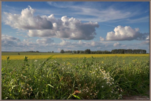 Июльские поля