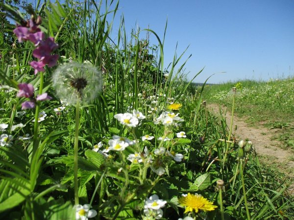 Бунин трава