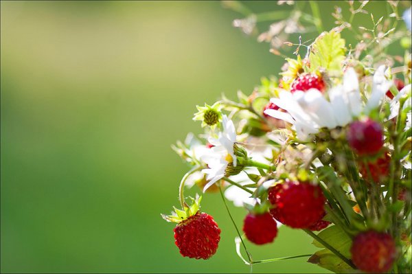 Народный праздник Давид земляничник