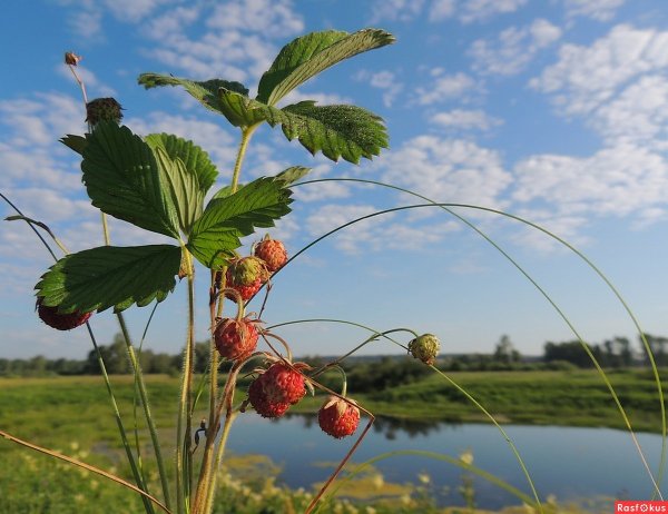 Макушка лета