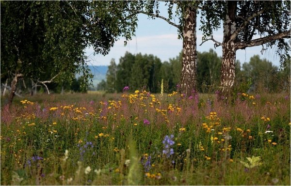 Июль в лесу