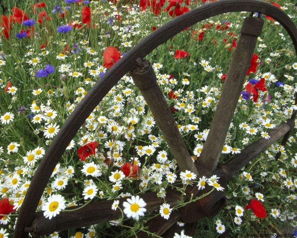 Ромашки в саду