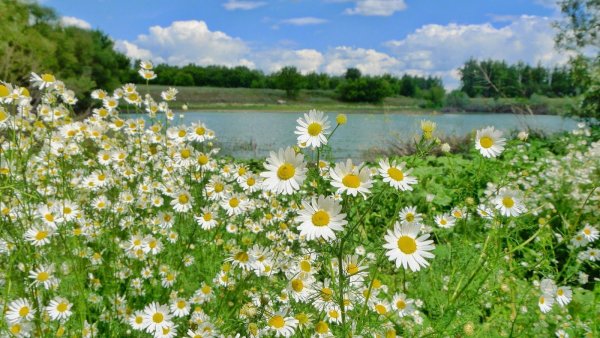 Июнь природа