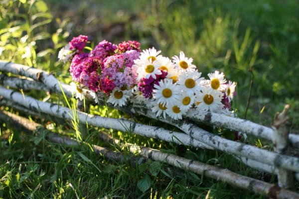 Цветы в деревне