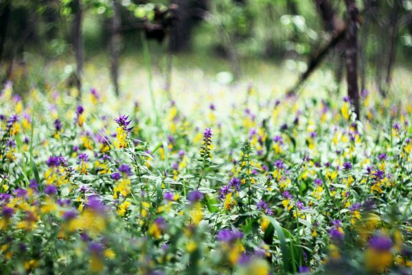 Июль макушка лета