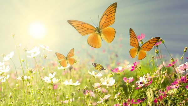 День бабочек