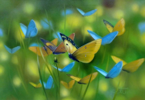 Бабочки летают