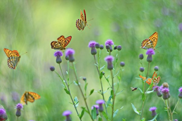 Бабочки летают над лугом