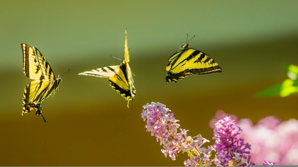 Много бабочек