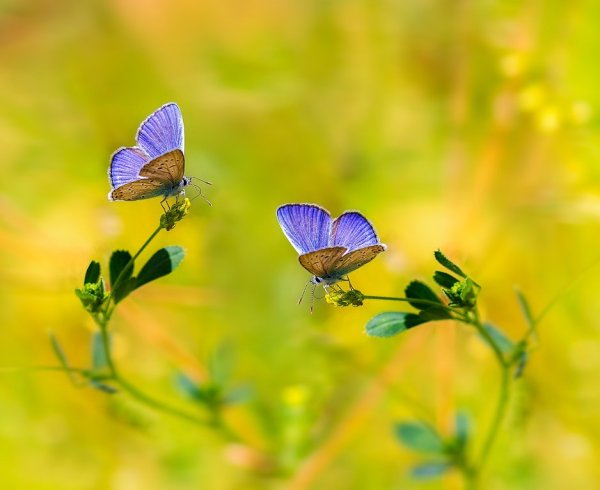 Бабочки над цветами