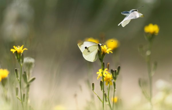 Бабочка капустница в полете