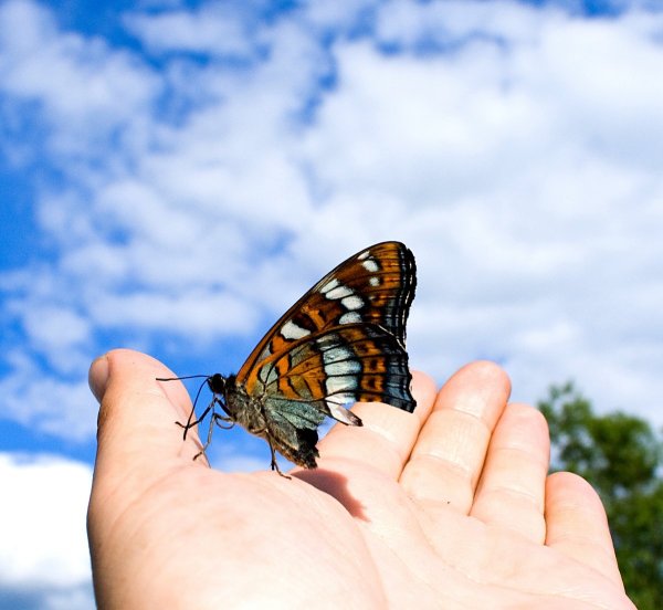 Бабочка улетает