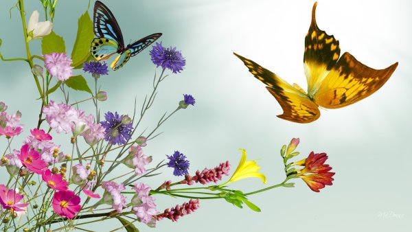 Бабочки над цветами
