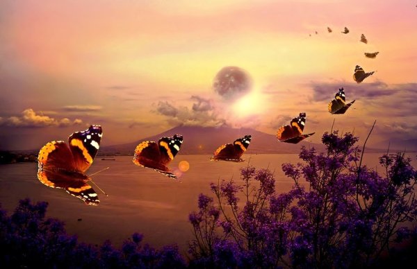 Полет бабочки