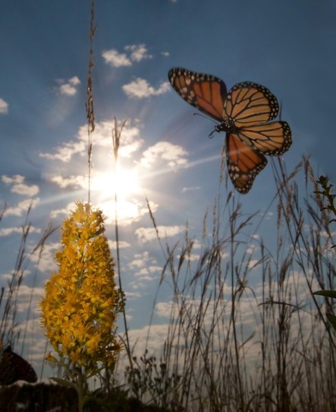 Полет бабочки