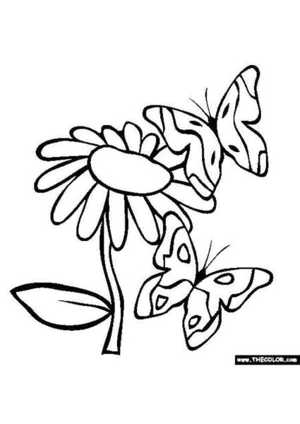 Насекомые. Раскраска