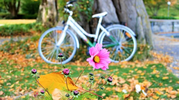 Велосипед с листьями