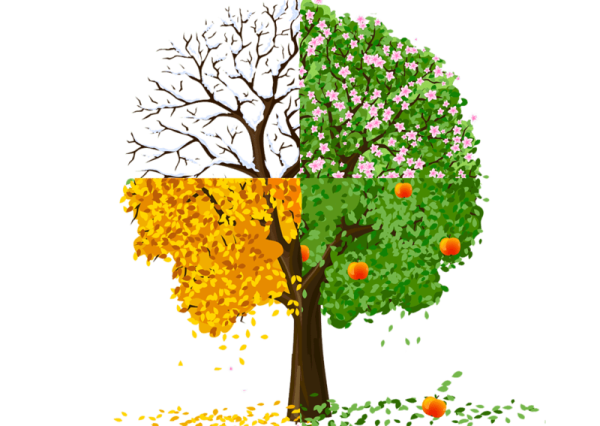 Фруктовые деревья для детей