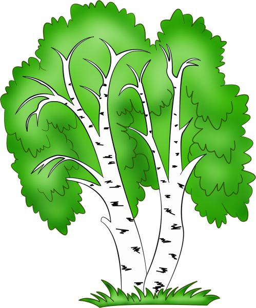 Плоды дерева клен