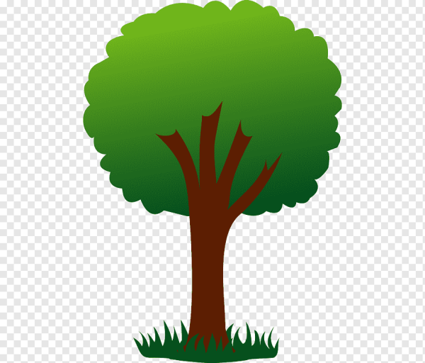 Дерево береза на белом фоне