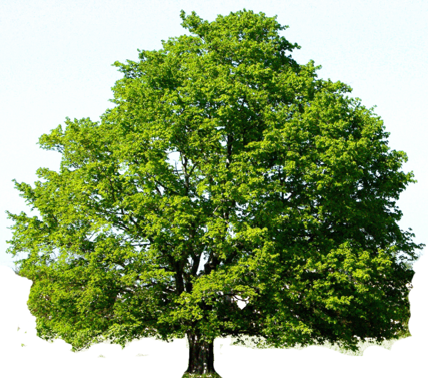 Дерево зимой летом осенью и весной