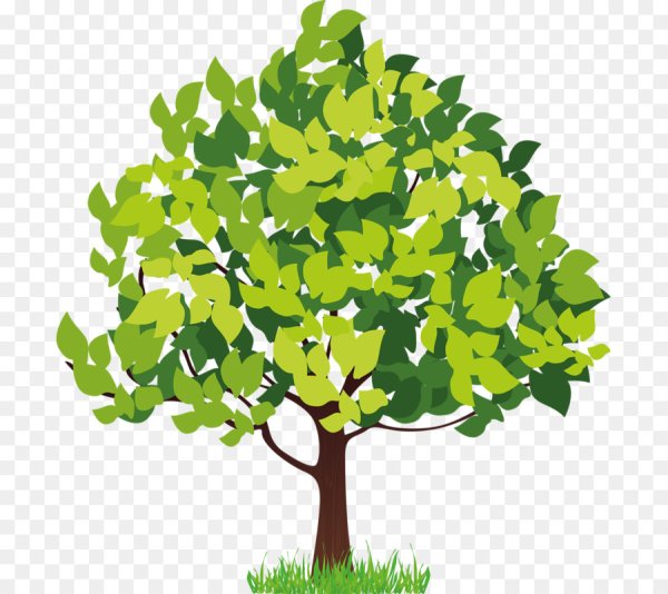 Изображение дуба