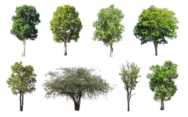 Береза без фона