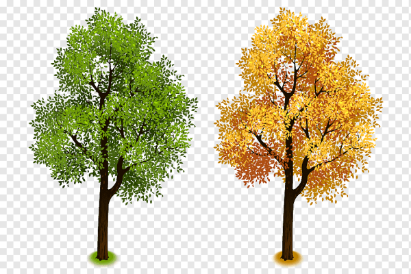 Береза для детей