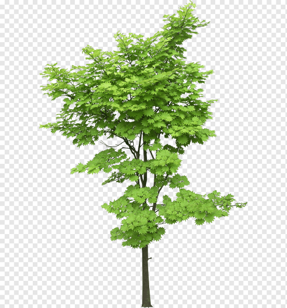 Клен остролистный Princeton Gold