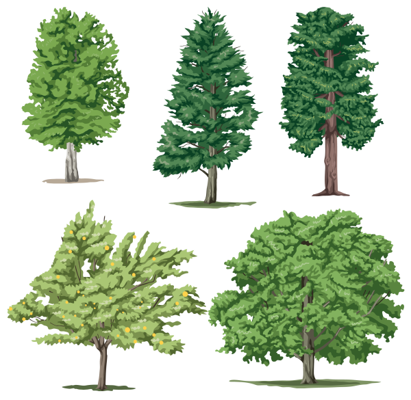 Дерево клен на белом фоне