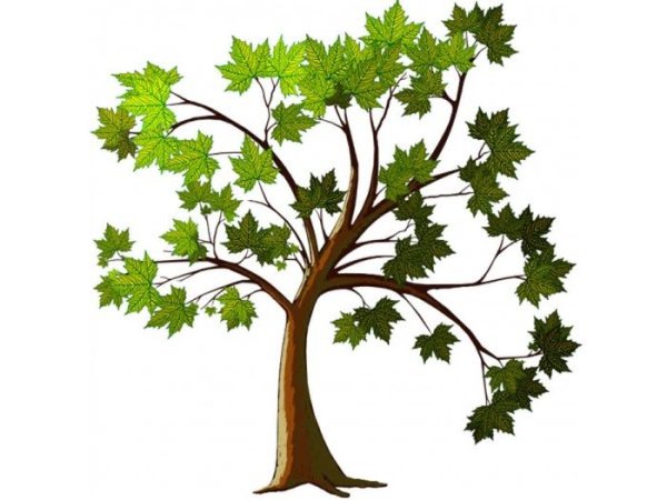 Осеннее дерево