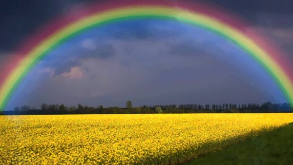 Радуга счастья