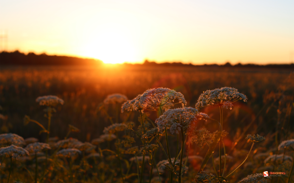 До свидания лето