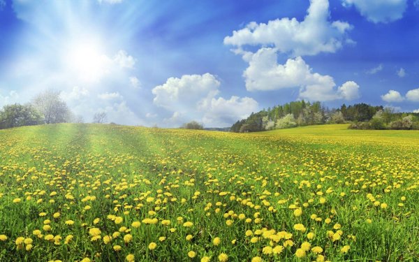 Солнце на лугу