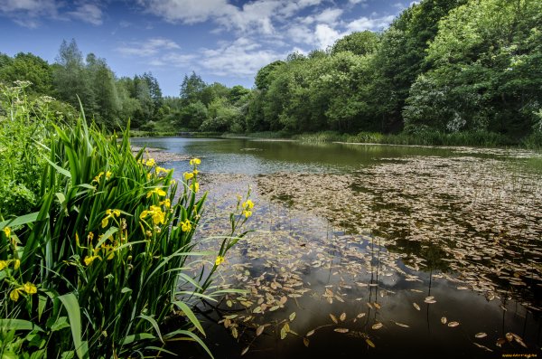 Лесные пруды река лето