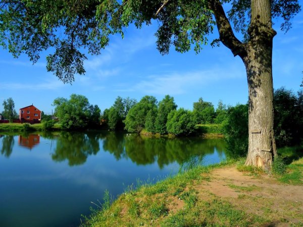 Берег пруда