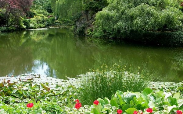 Корнелл территория сада пруд речка