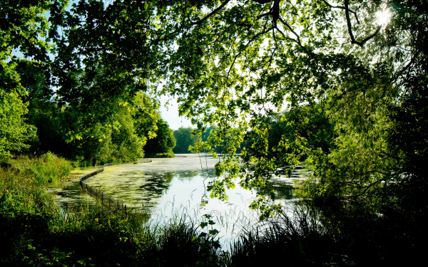 Летний лес с прудом