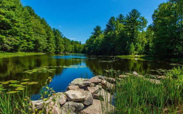 Лесное озеро Сестрорецк