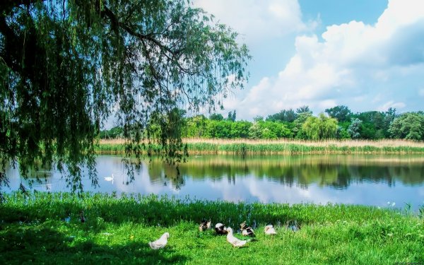 Природа в деревне озеро