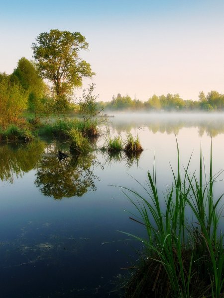 Красивый пруд