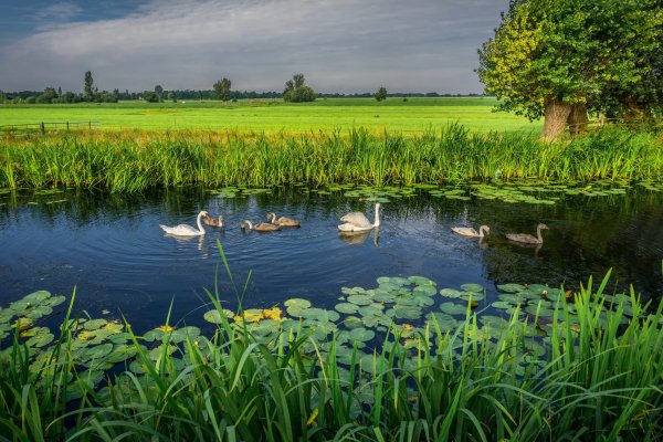 Пруд Журавлиная заводь