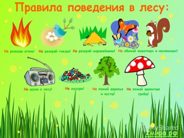 Правила поведения в лесу