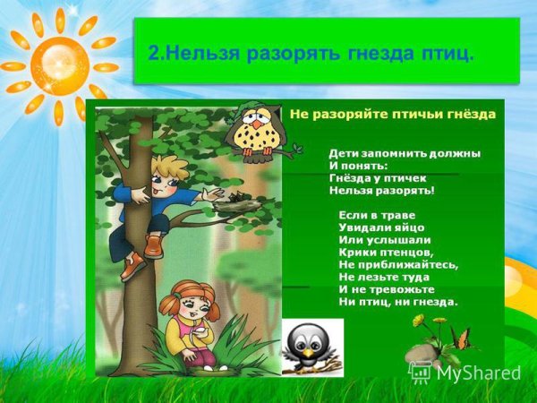 Правила поведения в лесу для детей