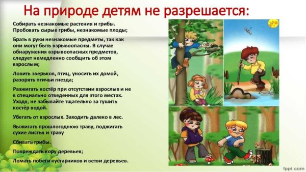 Правила поведения в лесу для детей