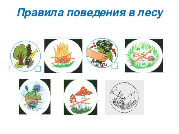 Знаки поведения в лесу