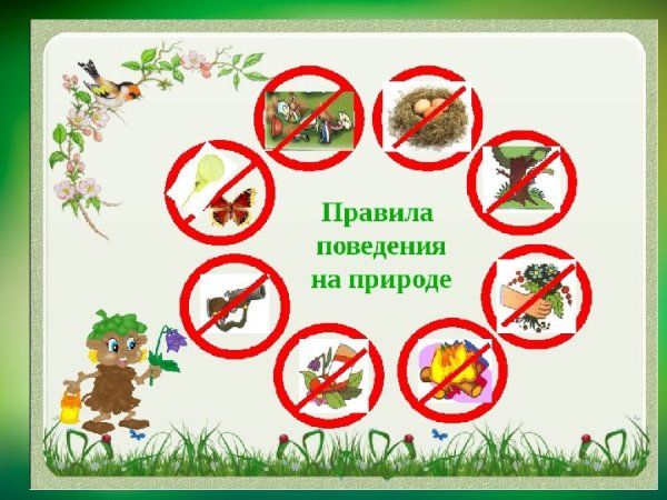 Правила поведения в лесу