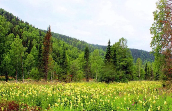 Восточносибирская Тайга климат