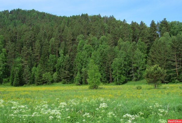 Тайга в июне