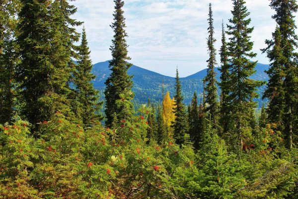 Таежные леса Кузнецкий Алатау